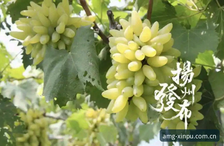 新葡萄8883官方渠道手机版到底值不值得下载？技术评测告诉你真相